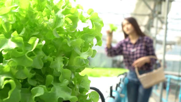Selective focus green oak in Vegetable hydroponic system and farmer is holding a basket