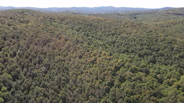 Overhead Drone Forest