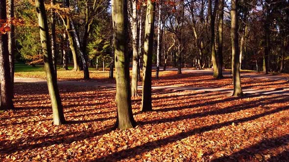 Autumn fallen leaves in the park.