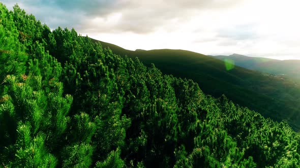 Green Trees on a Mountain Slope