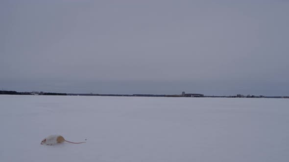 Snowy Owl Catching Mouse out of the snow