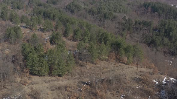 Coniferous forest on mountain glade 4K aerial footage