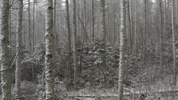 Dense Winter forestry with dusting of snow, Aerial shot track forward