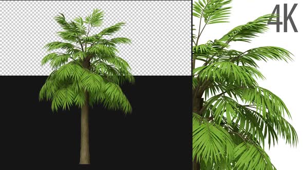 Palmetto Tree alt