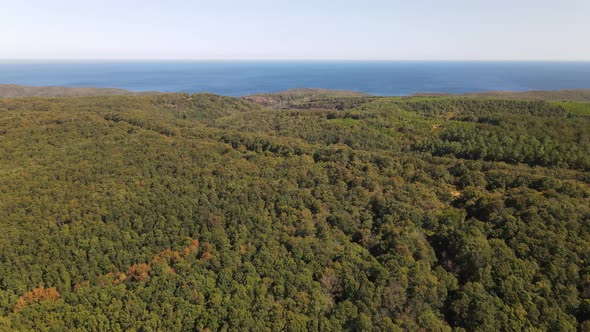 Forest Nature Aerial View Drone