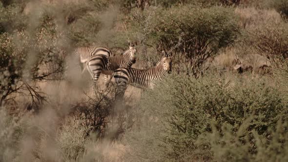 a zebra in africa