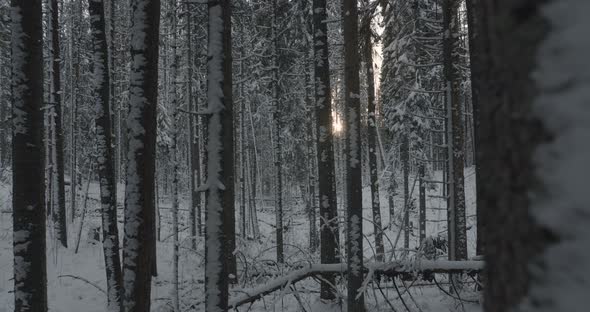 Moving Between Snowy Tree Trunks in Deep Winter Forest at Sunset Dolly Shot