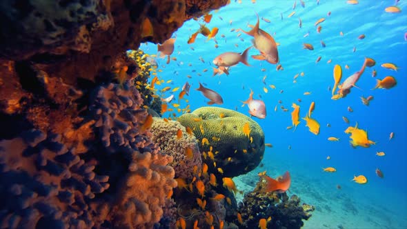 Tropical Coral Reef Seascape