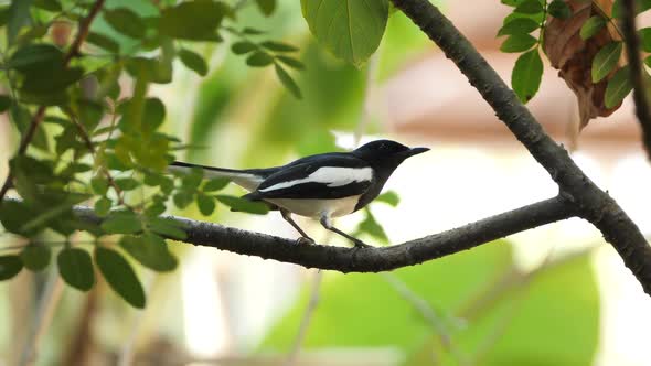 Bird On A Branch, Rubbing It's Beak