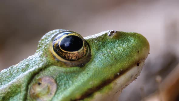 Frog Funny Looks at Camera. Portrait of Green Toad Sits on the Sand