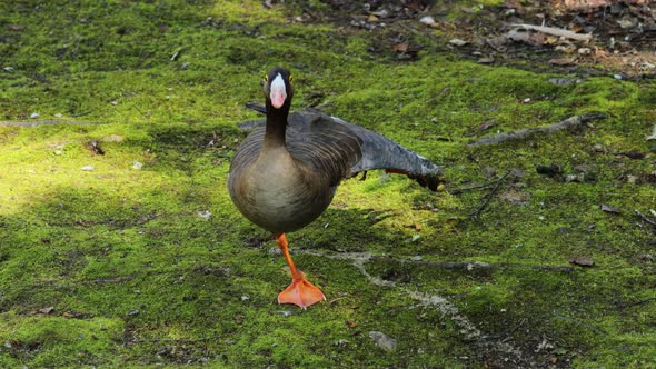 Greater White-fronted Goose Anser Albifrons Is a Species of Goose