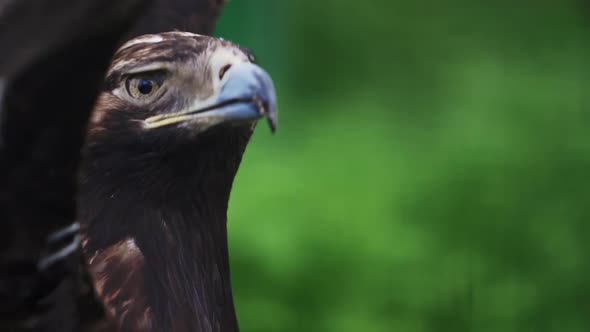 The Eagle Blinks and Flaps Its Wings Against the Backdrop of Green Vegetation