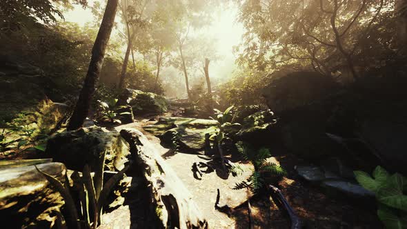 Time Lapse of a Tropical Jungle in the Mountains of Puerto Rico