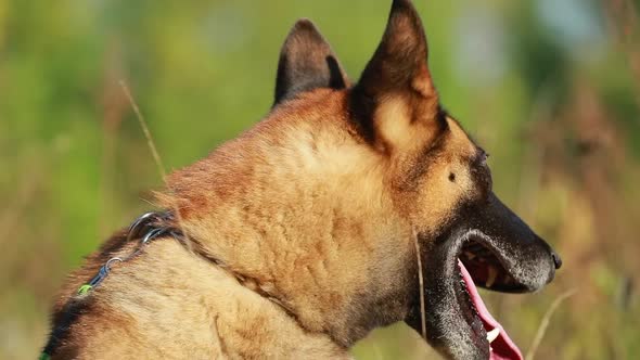 Slow Motion Of Close Up Of Face Of Malinois Dog