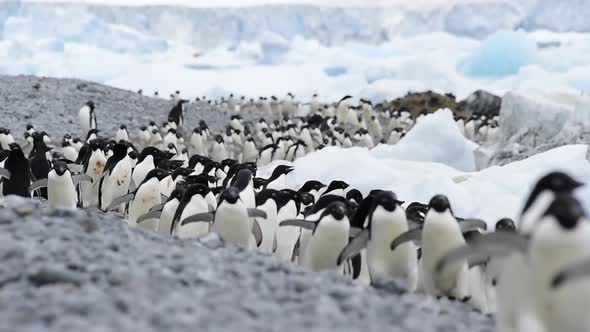 Adelie Penguins Walk Along Beach