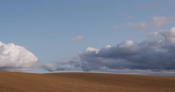 Yellow Wheat Field On A Background Of Sky With White Clouds