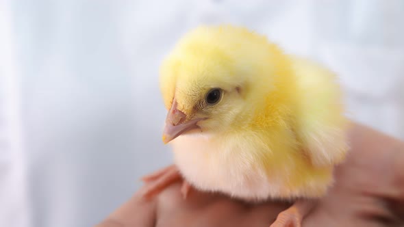 Poultry and Chicken Breeding. Little Chickens in Containers for Transportation. Industrial Breeding