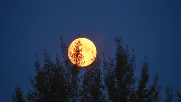 Time Lapse of Moon Motion Rising at Night Through Trees at Pitch Black Night