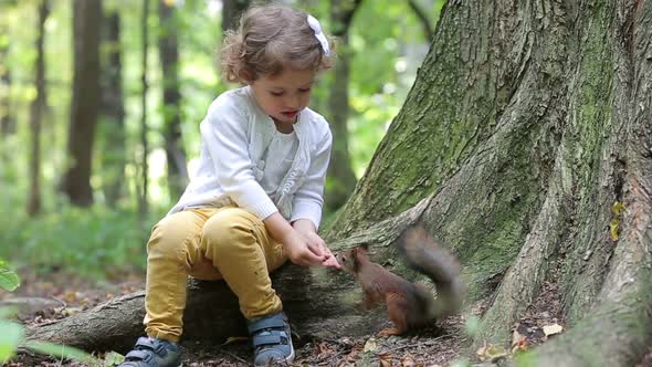 A Cute Little Girl Feed the Red Squirrels in the Park