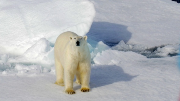 Polar Bear walking on Broken sea Ice and Looking at the camera