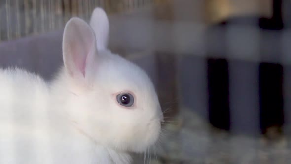 White rabbit with blue eyes breathing inside rabbit cage