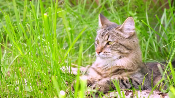 Cat Languishes in Heat Lying on Ground with Its Tongue Out