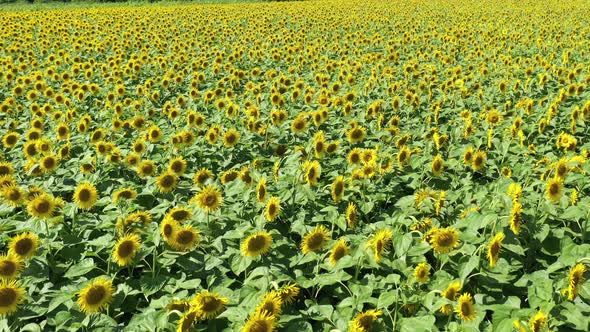 Flying Above The Sunflowers