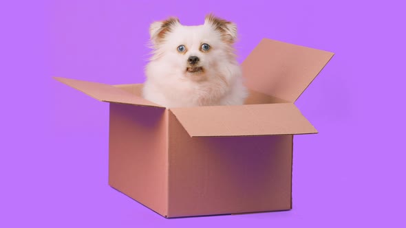 Cute Dog with Blue Eyes in Carton Box