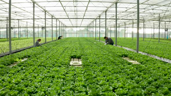 Aerial View of Farmers Working in a Greenhouse