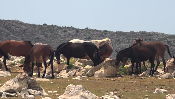 Wild Horses and Mules