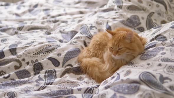 Cute Ginger Cat Sleeps in Bed. Fluffy Pet Comfortably Settled on Blanket. Cozy Home.