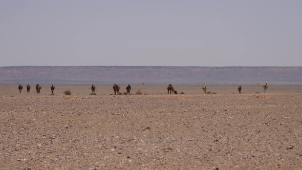 Herd dromedary camels 