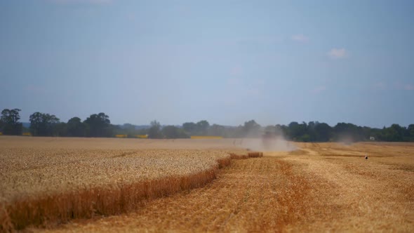 Combine harvester in action on wheat field. Process of gathering ripe crop from the fields.