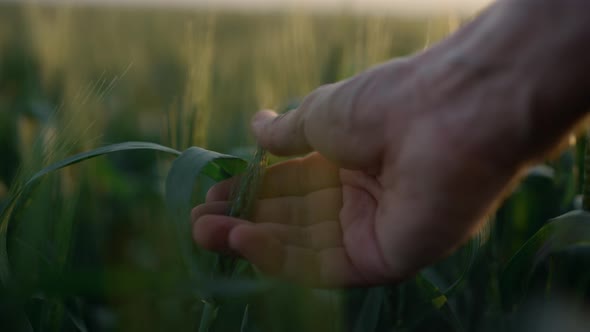 Closeup Hand Holding Wheat Spikelet on Sunrise Closeup Checking Crop Quality