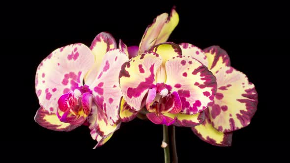 Blooming Yellow - Magenta Orchid Phalaenopsis Flower