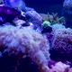 Corals in Marine Aquarium - VideoHive Item for Sale