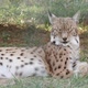 Cheery Spotted Lynx Lying and Shaking Its Head with a Smiling Face in a Zoo   - VideoHive Item for Sale