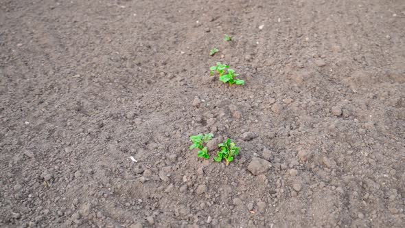 The First Entered Potato Sprouts in a Beautiful Wellkept Garden