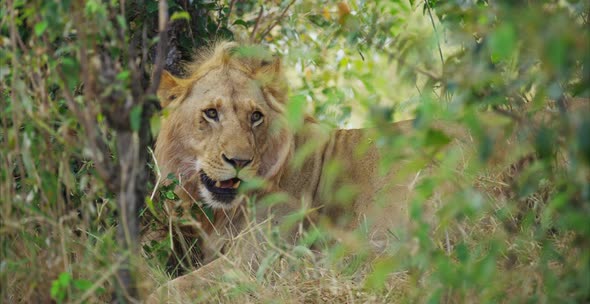 Lion licking its mouth