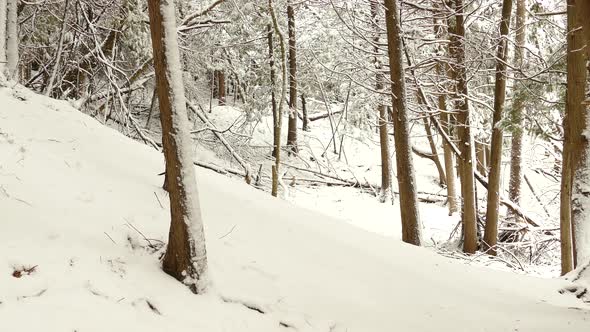 Forest floor layered in fresh first snow of the season in Canada