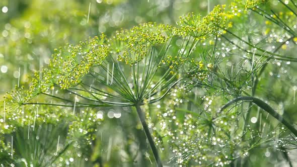 Inflorescence of Dill Under Rain