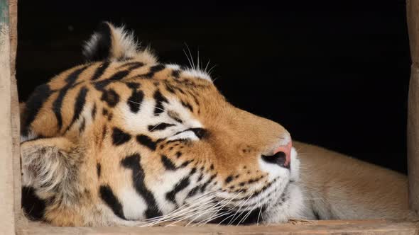 Young African Tiger Shooting Close Up