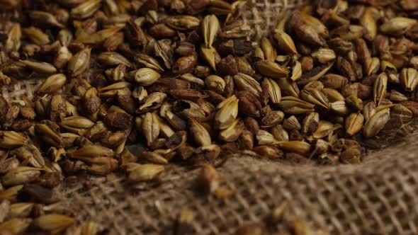 Rotating shot of barley and other beer brewing ingredients