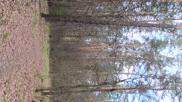 Vertical Video of the Small Road in the Forest During the Day