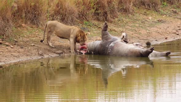 Footage of a big male lion feeding on a dead hippo in a national park in south africa