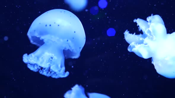 Shiny Vibrant Fluorescent Jellyfish Glow Underwater, Dark Neon Dynamic Pulsating Ultraviolet Blurred