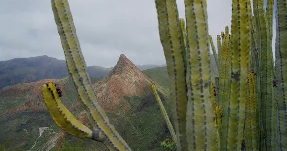 Teno Mountains  Risco Blanco Gorge and Canyon Between Maska and Tamaimo in Tenerife