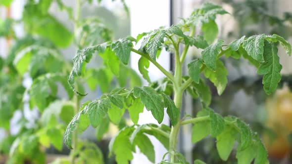 Tomato plant on the balcony