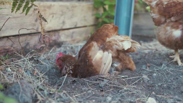 A Hen Chicken throwing up soil having a dust bath on a hot Spring day