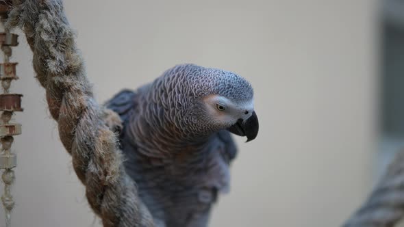 Funny Grey Parrot Scratching Head and Ruffling His Feathers in Slowmotion